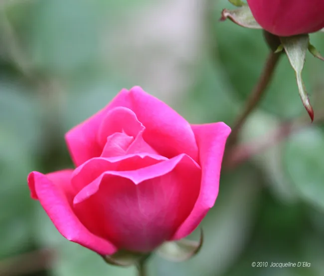 A pink rose is blooming in a garden.