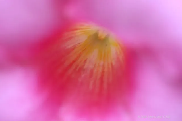 A close up of a pink flower with a blurry background.