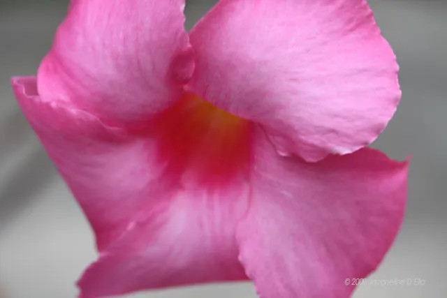 A close up of a pink flower.