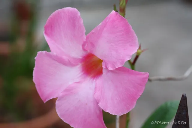 A pink flower is growing out of a pot.