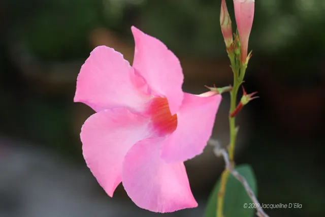 A pink flower on a stem with green leaves.