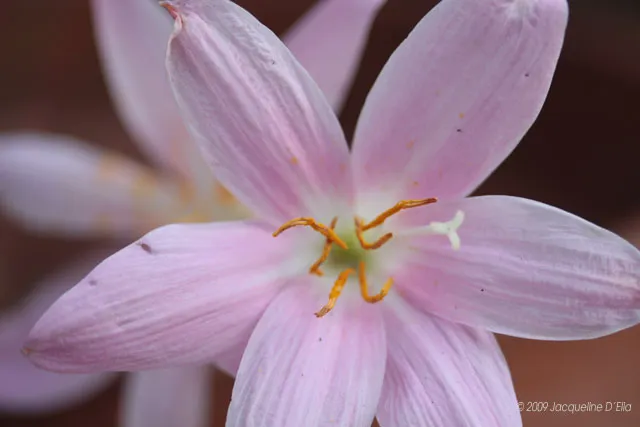 A close up of a pink flower with yellow stamens.