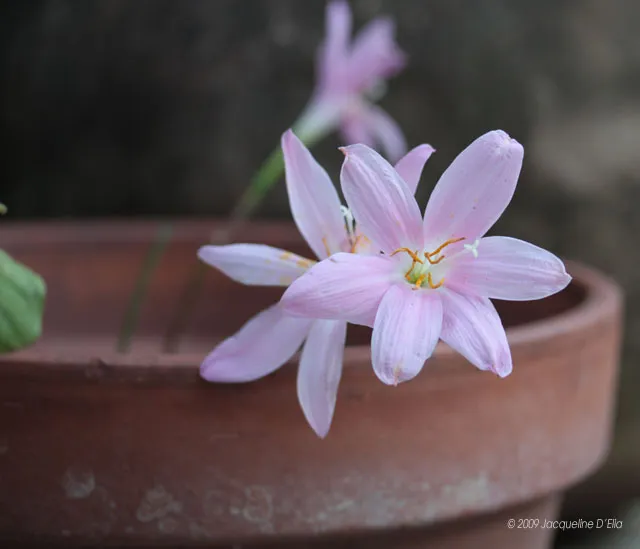 Pink saffron flower in a clay pot.