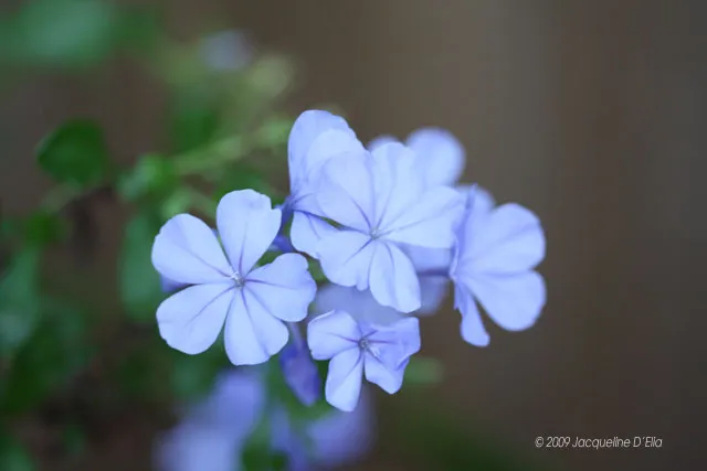 A close up of a blue flower with green leaves.