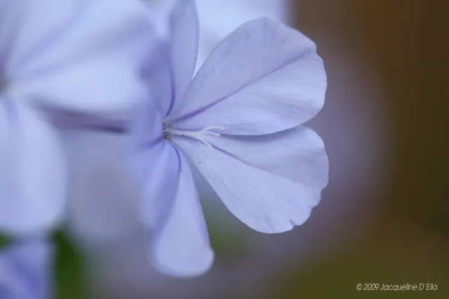 A close up of a blue flower.