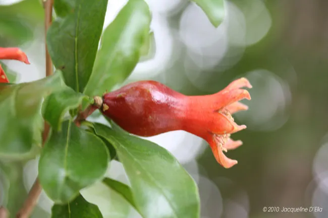 A red pomegranate is growing on a tree.