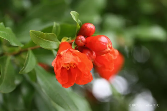 An orange flower on a branch with green leaves.