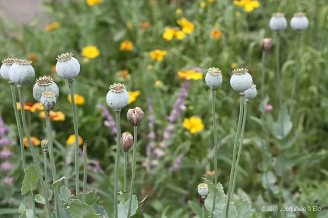 Opium poppy flowers in a field with other flowers.
