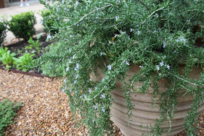 A kitchen garden with a plant.