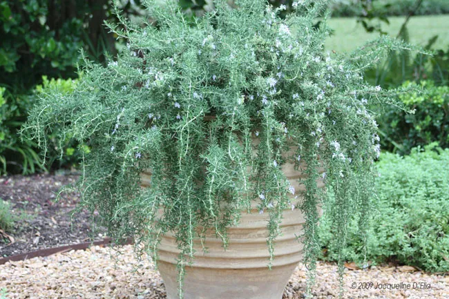 A potted kitchen garden with green plants.