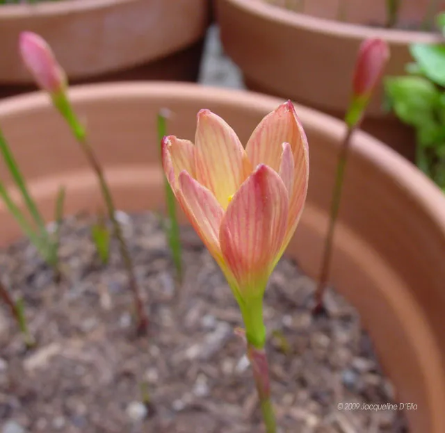 Daffodils blooming in pots in a garden.