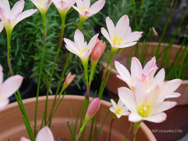 A group of pink flowers in a pot.
