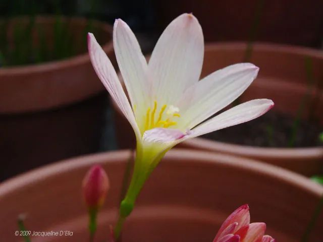 A white flower is growing in a pot.