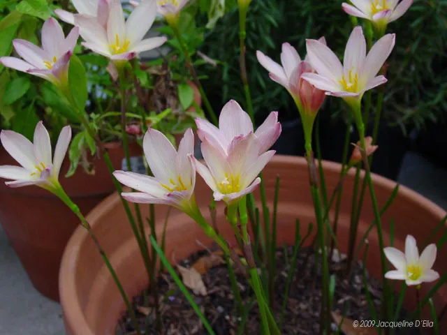 A group of pink flowers in a pot.