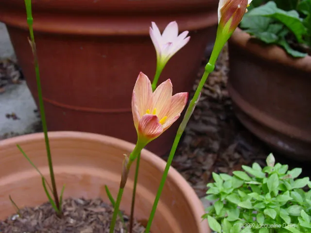 A flower in a pot next to a pot of plants.