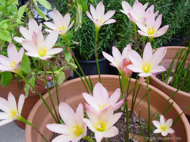 A group of pink flowers in a pot.