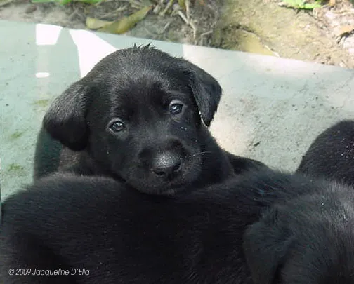 Black labrador puppies laying on the ground.