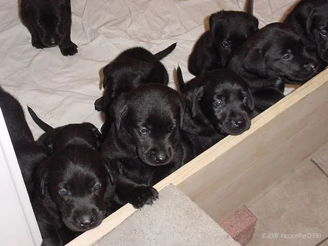 A group of black labrador puppies.
