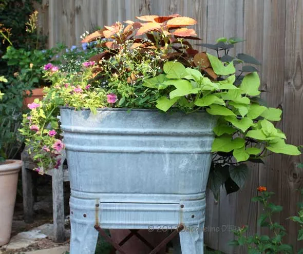 A metal tub filled with plants in a garden.