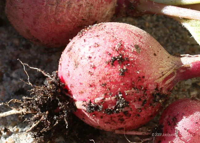Beets with dirt and dirt on them.