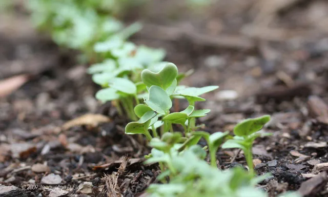 Small green sprouts growing in the ground.