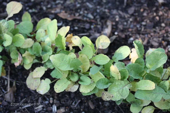 A small plant with green leaves in the ground.