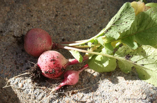 Two radishes on a rock.