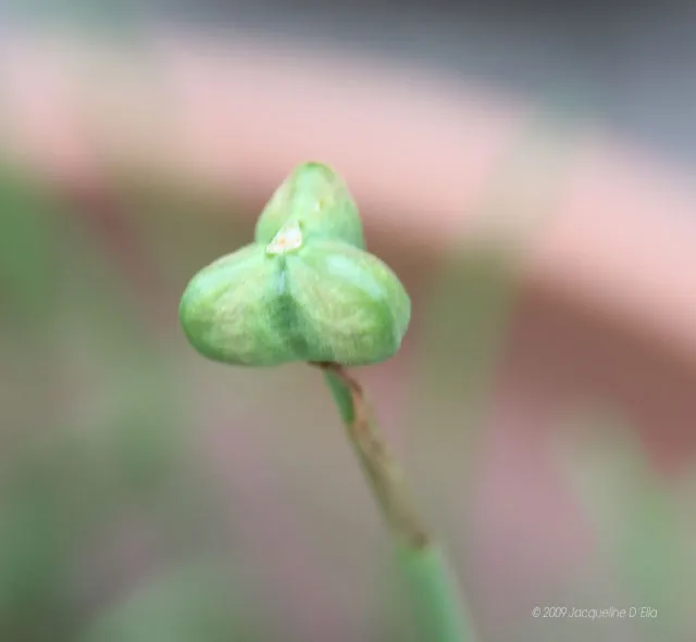 A close up of a small green bud on a plant.