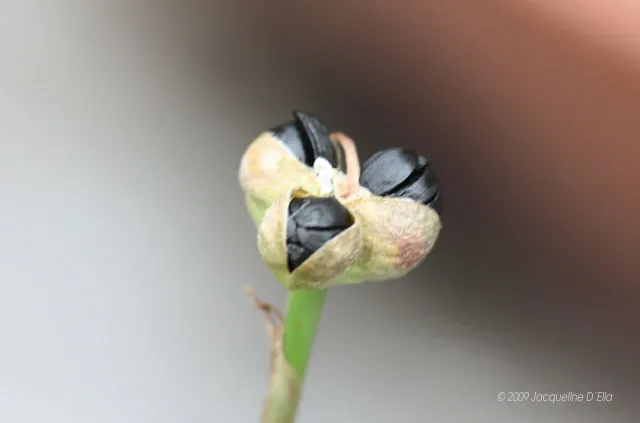 A close up of a black flower on a stem.