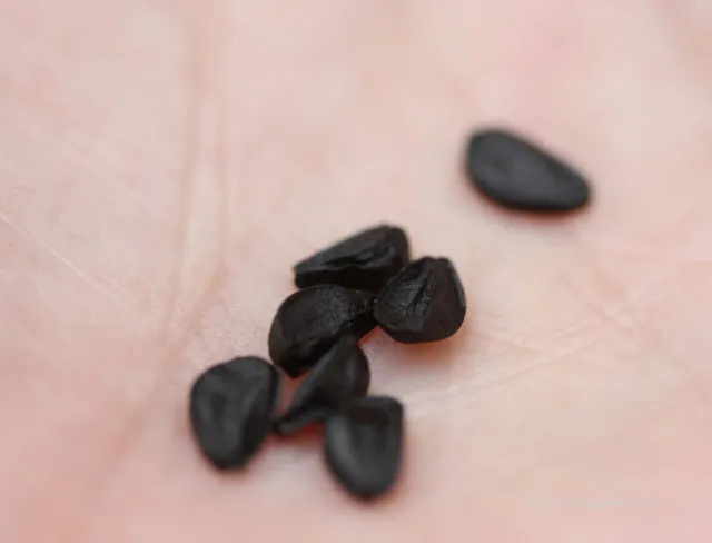 Black seeds on a person's hand.
