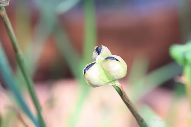 A close up of a flower on a stem.