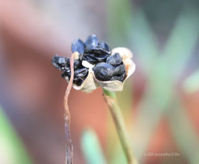 A close up of a black flower on a stem.