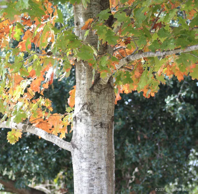 A man sitting on a bench next to a tree.