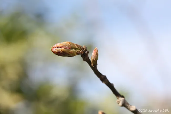 A bud on a branch with a blue sky behind it.