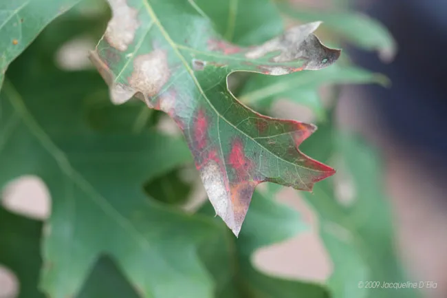 A close up of a leaf with red spots.