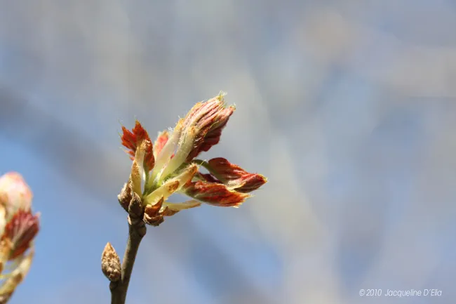 A small flower on a branch with a blue sky behind it.