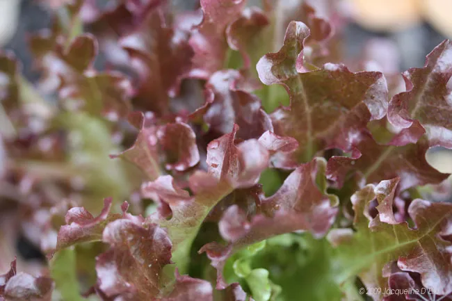 A close up of a red lettuce plant in a kitchen garden.