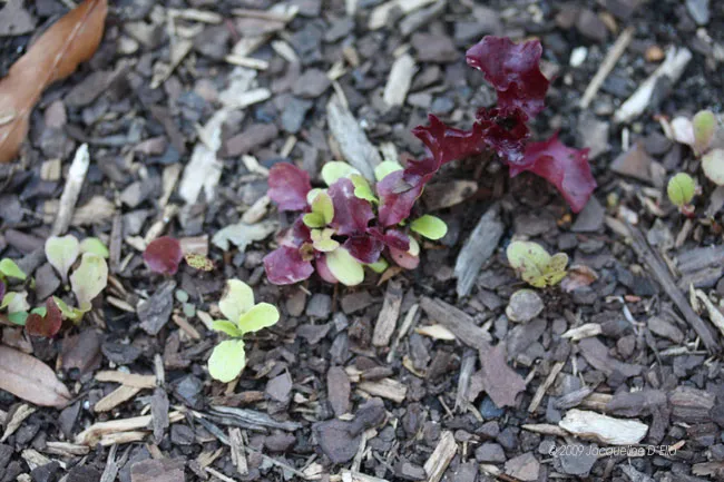 A group of lettuce plants growing in a mulched area.