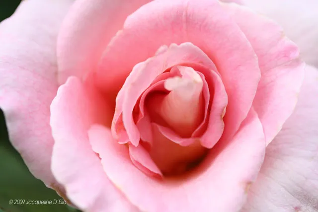 A close up of a pink rose.