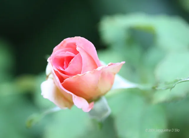 A pink rose with green leaves in the background.