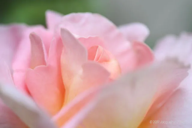 A close up of a pink rose.