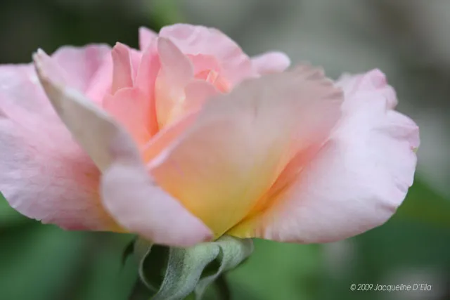 A pink rose with green leaves in the background.
