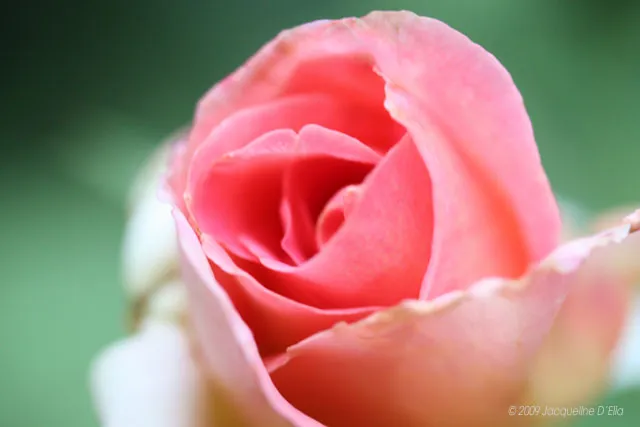 A close up image of a pink rose.