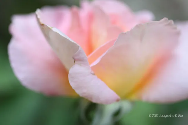 A close up of a pink rose.