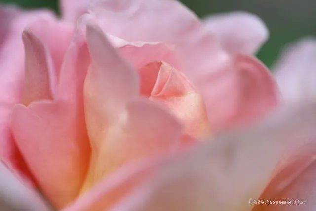 A close up of a pink rose.
