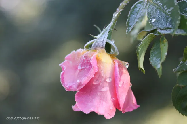 A pink rose with water droplets on it.