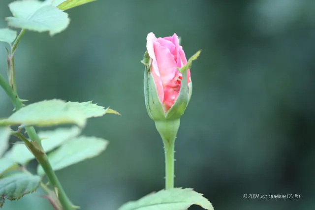 A pink rose bud with green leaves in the background.