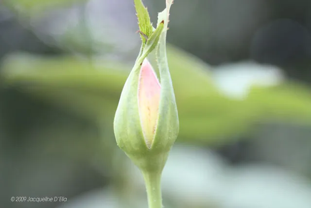 A bud of a pink flower with green leaves.