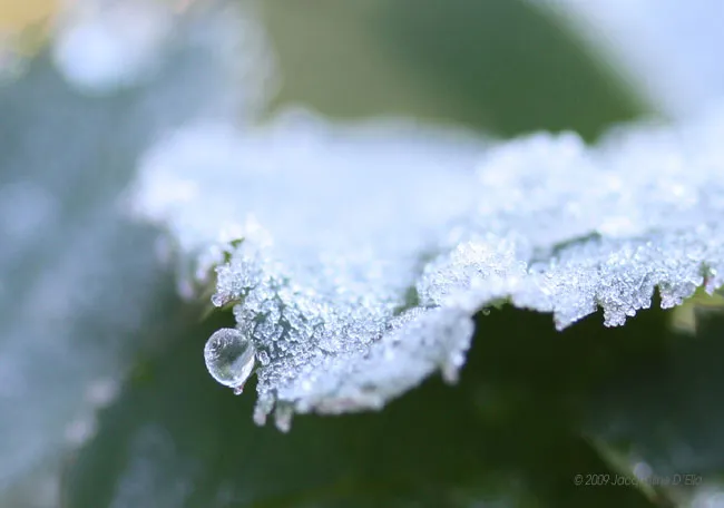 A close up of a leaf covered in frost.