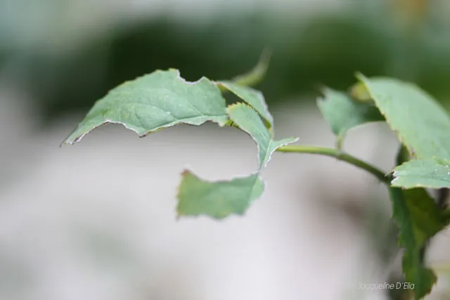 A close up of leaves on a plant.